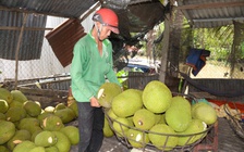 Giá bắp, ớt, mít... giảm mạnh