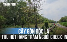 Cây gòn độc lạ nằm ngang dòng kênh ở TP.HCM thu hút hàng trăm người check-in