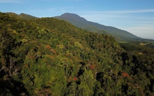 Rừng của muôn loài khỉ