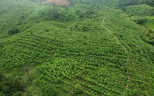 Báu vật Chư Mom Ray: Phục hồi 'kho báu' rừng nguyên sinh