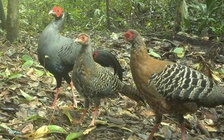 Báu vật Chư Mom Ray: Đợi thú hoang trở lại