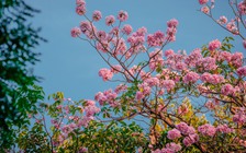 Ngày mai người Việt đón Xuân phân: Năm 2101 mới có Xuân phân ngày 21.3?