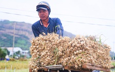 Được mùa tỏi Lý Sơn - Quảng Ngãi nhưng nông dân 'thua giá'