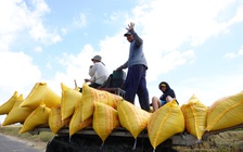 Tín hiệu tích cực cho xuất khẩu gạo Việt Nam