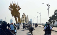 Bất ngờ đàn trâu băng qua cầu Rồng, 'dạo phố' giữa trung tâm Đà Nẵng