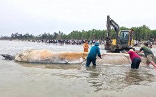 Xác cá voi nặng gần 5 tấn trôi dạt vào bãi biển Nghệ An
