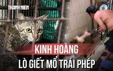 Kinh hoàng bên trong lò giết mổ chó mèo trái phép