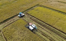 Giá lúa ở Đồng Tháp giảm mạnh