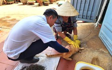 Đắk Lắk khẩn trương phòng, chống bệnh dại