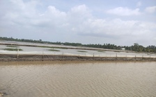 Cần Thơ: Phát hiện 2 hộ dân nuôi ốc bươu vàng trên hàng ngàn mét vuông