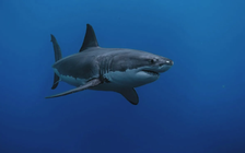 Mỹ: Cá mập trắng lớn chưa từng thấy xuất hiện gần bãi tắm đông khách