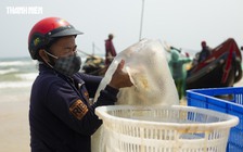 Trúng mùa sứa 'lịch sử': Thuyền đầy ắp, ngư dân kiếm tiền triệu mỗi ngày