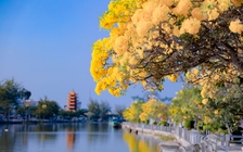 Choáng ngợp đường hoa kèn vàng rực rỡ bên sông Long Bình, đẹp như tranh