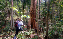 Vì sao rừng tự nhiên tại Lâm Đồng giảm hơn 17.700 ha?