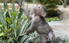 Chú khỉ bị vứt trong thùng rác, hồi sinh rồi mất tích: Nhiều người chờ tin Bin