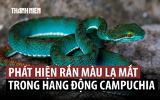 Khám phá nhiều loài mới trong hang động cổ xưa của Campuchia