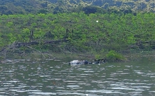 Phát hiện thi thể nam nổi trên hồ Đá Trải, công an Gia Lai vào cuộc