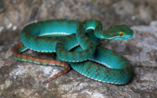 Phát hiện rắn lục tuyệt đẹp và những loài mới trong hang động cổ xưa của Campuchia