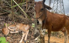 Bò mẹ kêu 'cầu cứu' khi bê con 2 ngày tuổi ngã xuống vực