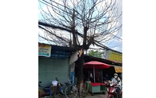 Những cây xanh chết khô trên phố