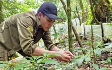 Sâm Ngọc Linh giả tràn lan, Đà Nẵng triển khai kiểm định ADN 'soi' chất lượng