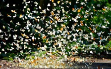 Một ngày ở rừng Cúc Phương: Sáng bướm rợp trời, tối đom đóm rực sáng