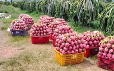 'Siết' dư lượng thuốc bảo vệ thực vật với thanh long, sầu riêng, chanh leo...