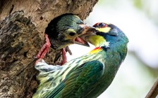 Khoảnh khắc cặp chim cu rốc mớm mồi cho con ở công viên TP.HCM