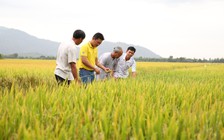 'Cai' thuốc bảo vệ thực vật cho nông sản