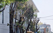 Cây xanh bị cắt trụi giữa nắng nóng ở Đà Nẵng: Chủ đầu tư lên tiếng