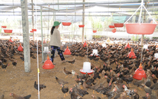 Doanh nghiệp 'nhường' lợi nhuận, cùng nông dân vượt 'bão giá' từ xung đột Trung Đông