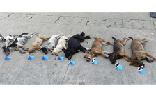 Bị truy đuổi, nghi phạm trộm chó vứt cả xe máy và tang vật để tẩu thoát