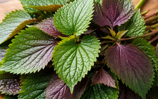 Bác sĩ: Những điều cần biết khi dùng tía tô