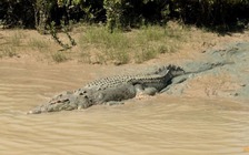 Cảnh báo cá sấu 'xuất hiện khắp nơi' do lũ, Úc sơ tán hơn 1.000 người