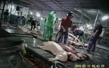 Cách 300 tấn thịt lợn bệnh lọt cửa kiểm dịch, vào trường học ở Hà Nội