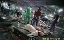 Lăng kính bạn đọc: Xử lý nghiêm hành vi hủy hoại giống nòi