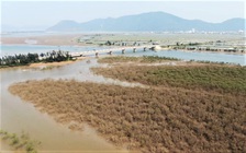 Nhiều hecta rừng ngập mặn ở Hà Tĩnh chết khô