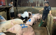 TP.HCM: 'Đột kích' lò giết mổ heo không phép, không kiểm dịch