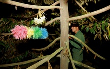 Chuyện đêm ở vườn cây 'tỉ đô': Vì sao chọn giờ đặc biệt để thụ phấn sầu riêng?