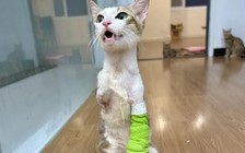 Chú mèo cụt 2 chân trước vẫn sống tốt, được chủ cưu mang, chăm sóc đặc biệt 