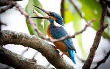 Bắt gặp chim bói cá săn mồi chớp nhoáng giữa Hồ Gươm