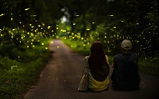 Ngắm đom đóm ban đêm ở rừng Cúc Phương: Hãy đến như một vị khách biết lắng nghe!