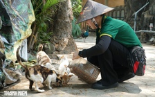 Chuyện về 100 con mèo hoang 'không hộ khẩu' ở Thảo Cầm Viên Sài Gòn