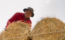 Nhộn nhịp chợ rơm cuộn Ba Lai: Nụ cười xua tan cái mệt dưới nắng hè