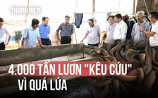 4.000 tấn lươn quá lứa, nông dân lỗ thấu xương: 'Giải cứu' như thế nào?
