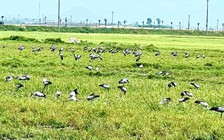 Loài chim quý hiếm trong Sách đỏ Việt Nam xuất hiện ngoài đồng, người dân tò mò