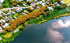 'Sắc sưa Hương Trà – Đà Nẵng 2026': Đánh thức di sản giữa sắc vàng cổ thụ