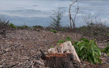 Huế: Phó chủ tịch phường bị cách tất cả chức vụ vì vụ bán rừng phòng hộ