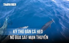 Kỳ thú đàn cá heo gần 100 con 'hộ tống' tàu ngư dân Gia Lai vào bờ