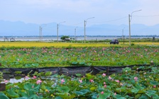 Hồ sen trước một ngôi làng ven biển ở Huế đẹp như tranh